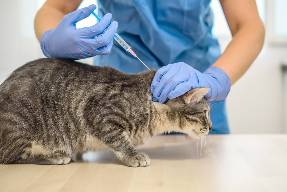 Oral Diabetes Medications for Cats