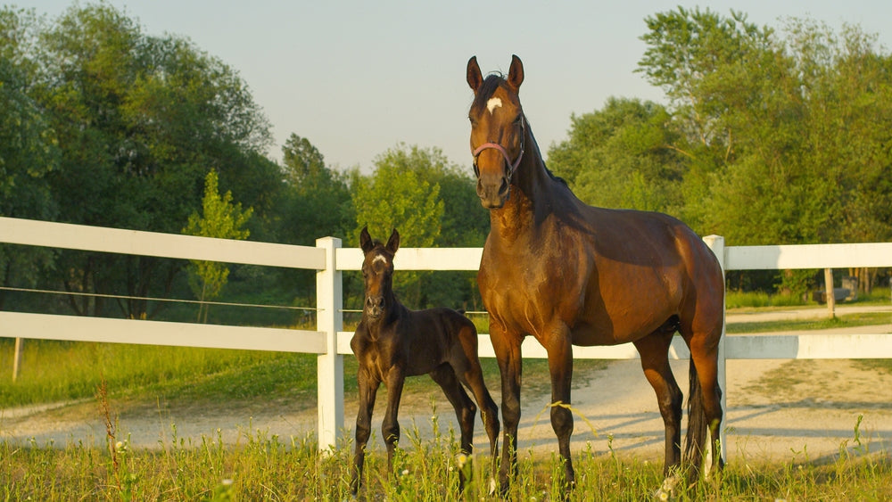 Septic Metritis in Mares