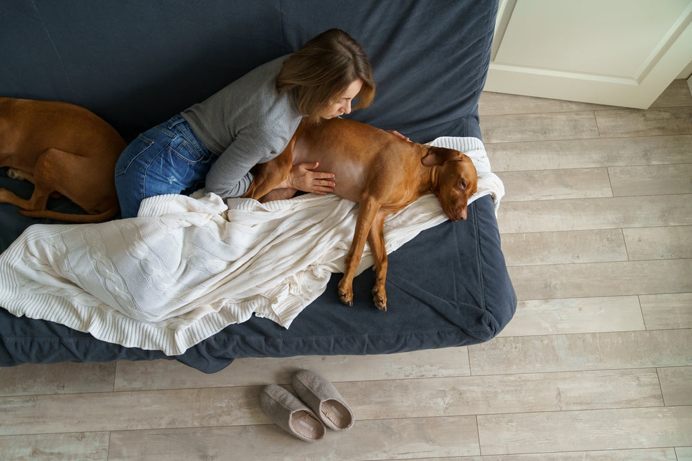 Vet Alert 2025: Clostridium difficile in Pets—What It Is, How It Spreads, and How to Stay Safe 🧫🐶
