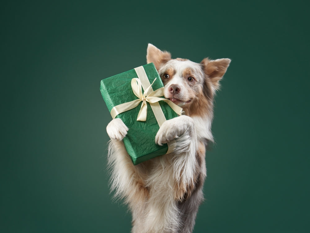 🎁🐾 The Ultimate Veterinarian-Approved Holiday Gift Guide for Pets 🎄🐶🐱