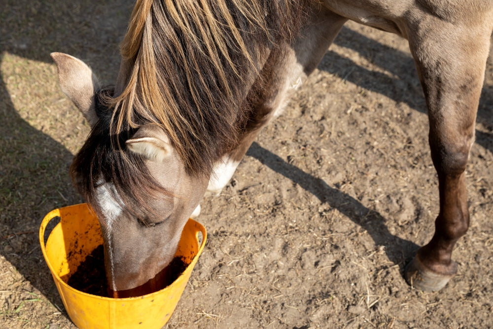 How Horses Digest Forage and Why Forage-First Feeding Matters