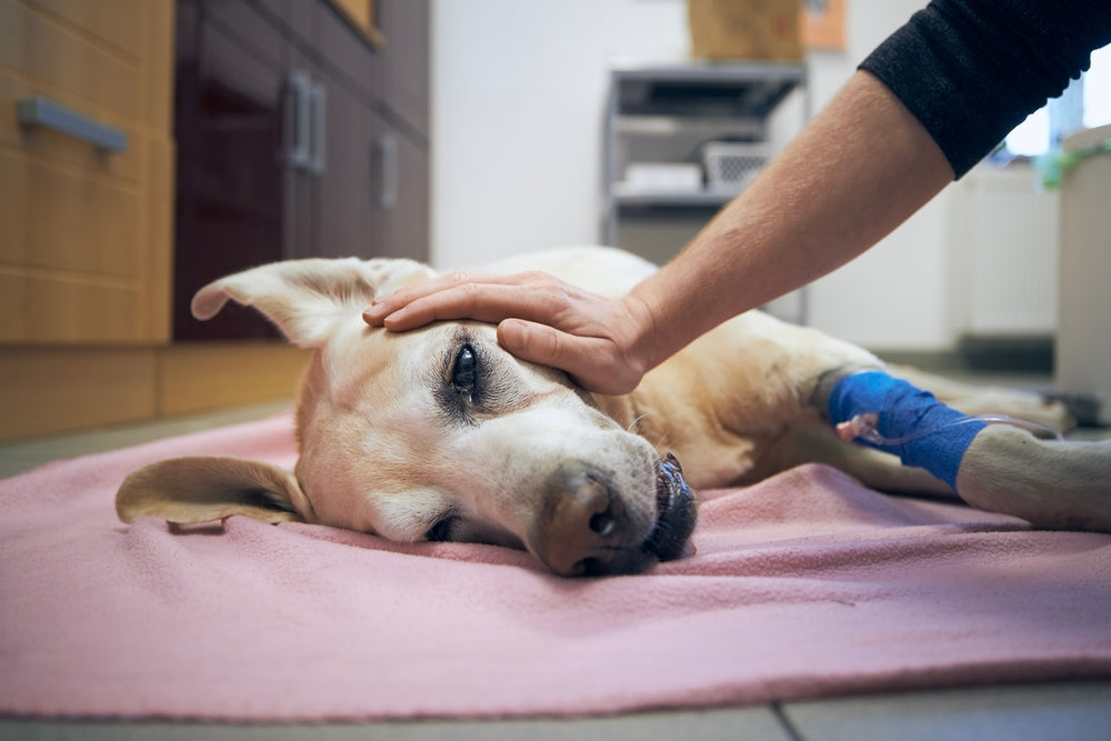 What Are the Signs of Cancer in Dogs and Cats?
