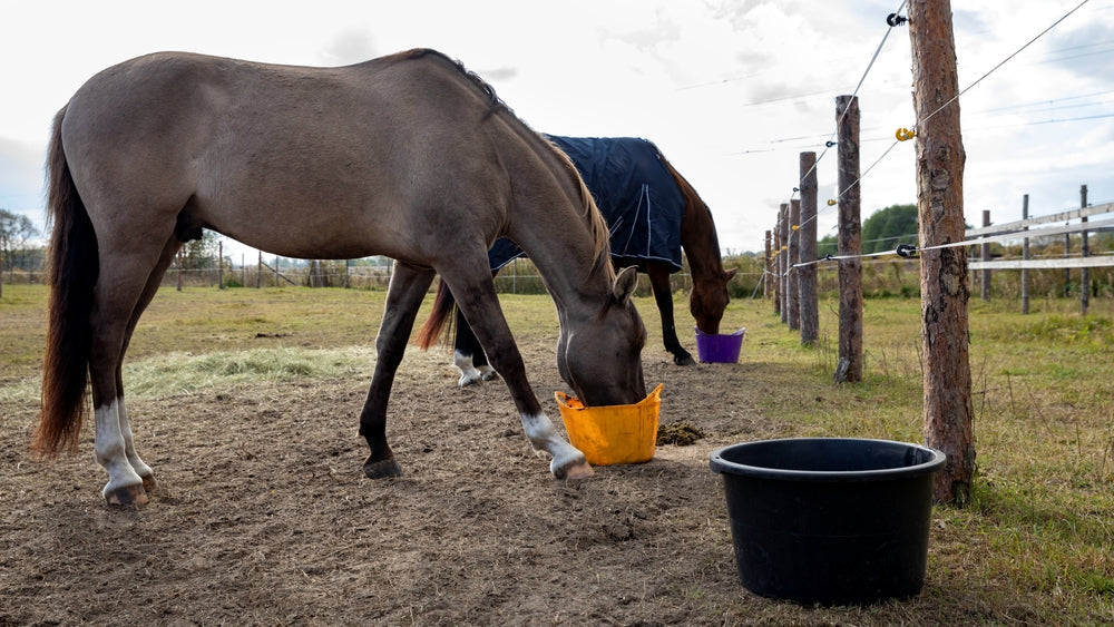 Why Is My Horse Drooling So Much?
