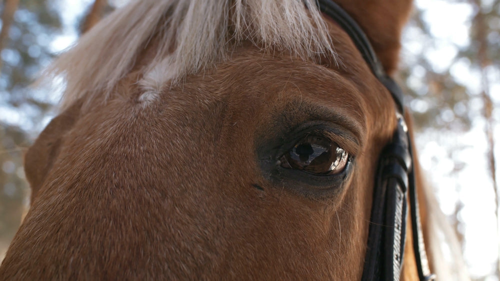 Summer Sores Around a Horse’s Eye: Signs, Treatment, and When To Call a Vet