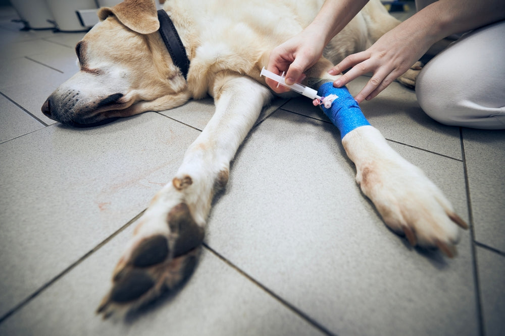 Pamidronate for Dogs and Cats
