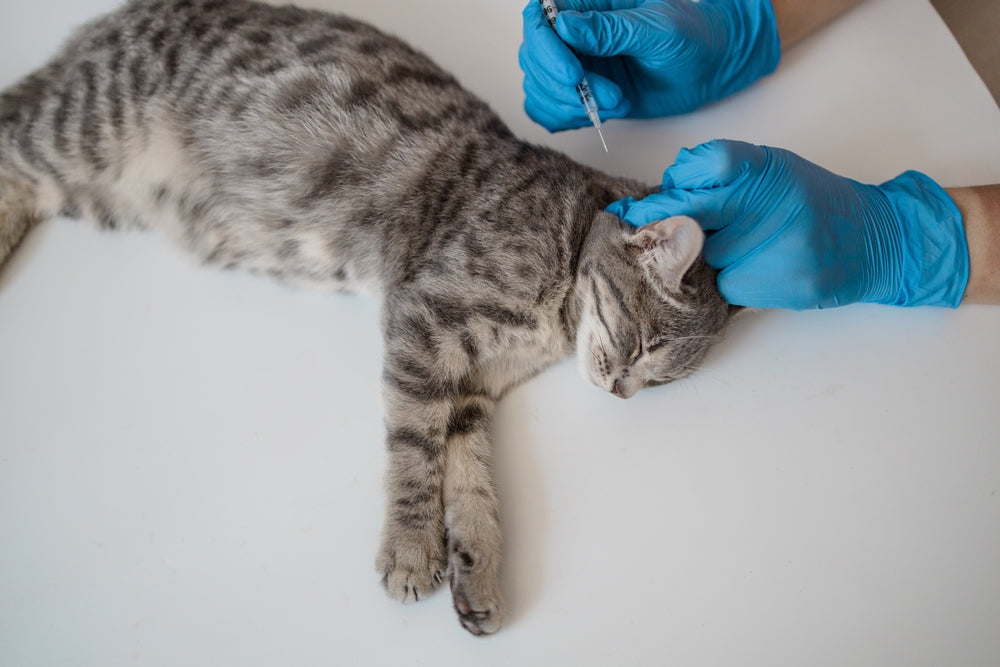 How Anesthesia Works in Dogs and Cats: Safety, Risks and What to Expect