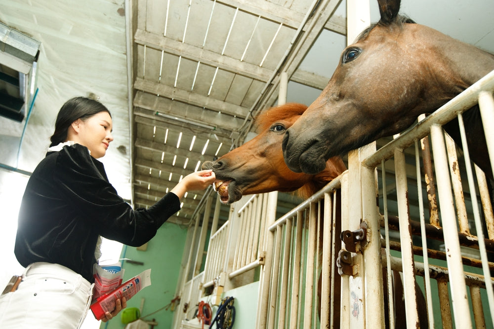 Feeding Horses with Laminitis