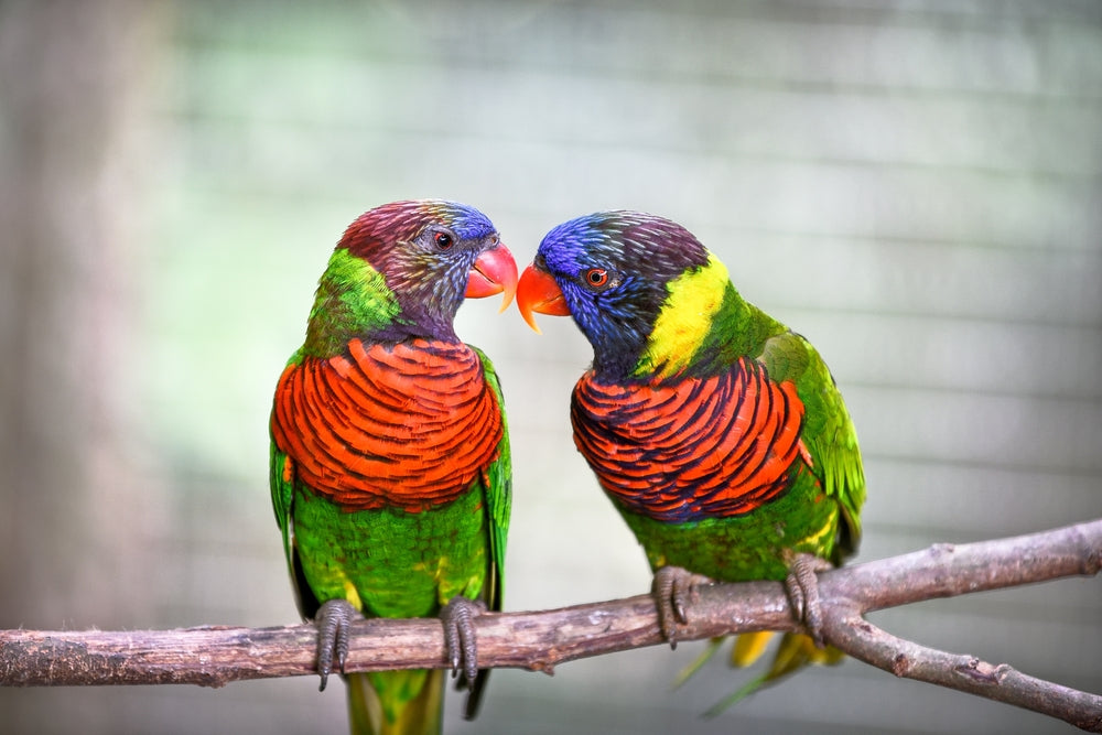 Feather Picking in Birds