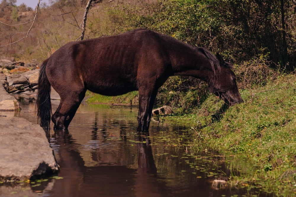 Is a Wider Saddle Tree Better for Your Horse’s Back?
