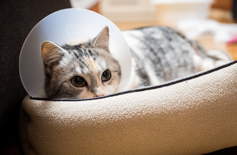 Post-Operative Care for Dogs and Cats: Recovery, Medications and Home Care