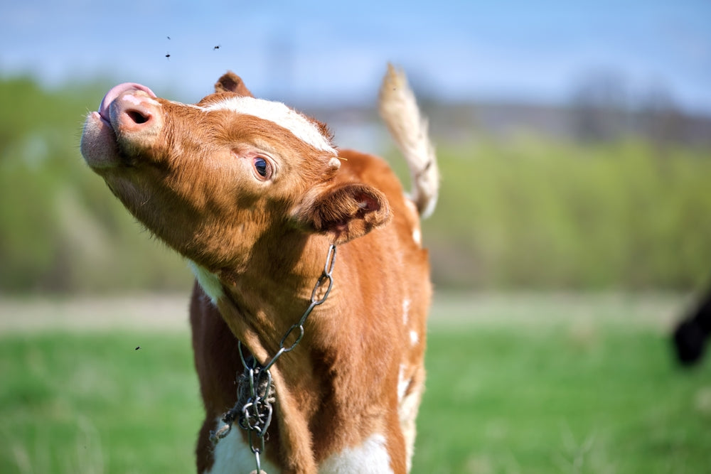 Mosquito Control on Livestock