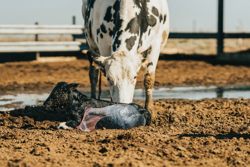 Colostrum for Newborn Calves