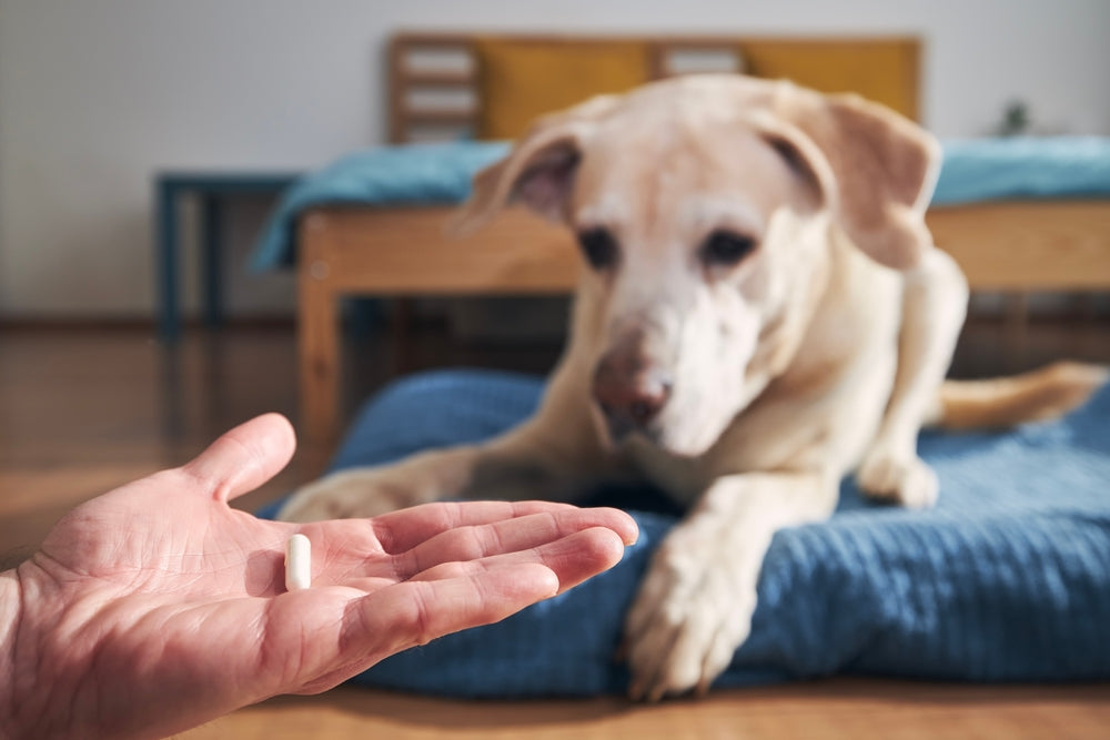 Tetracycline Use in Dogs and Cats