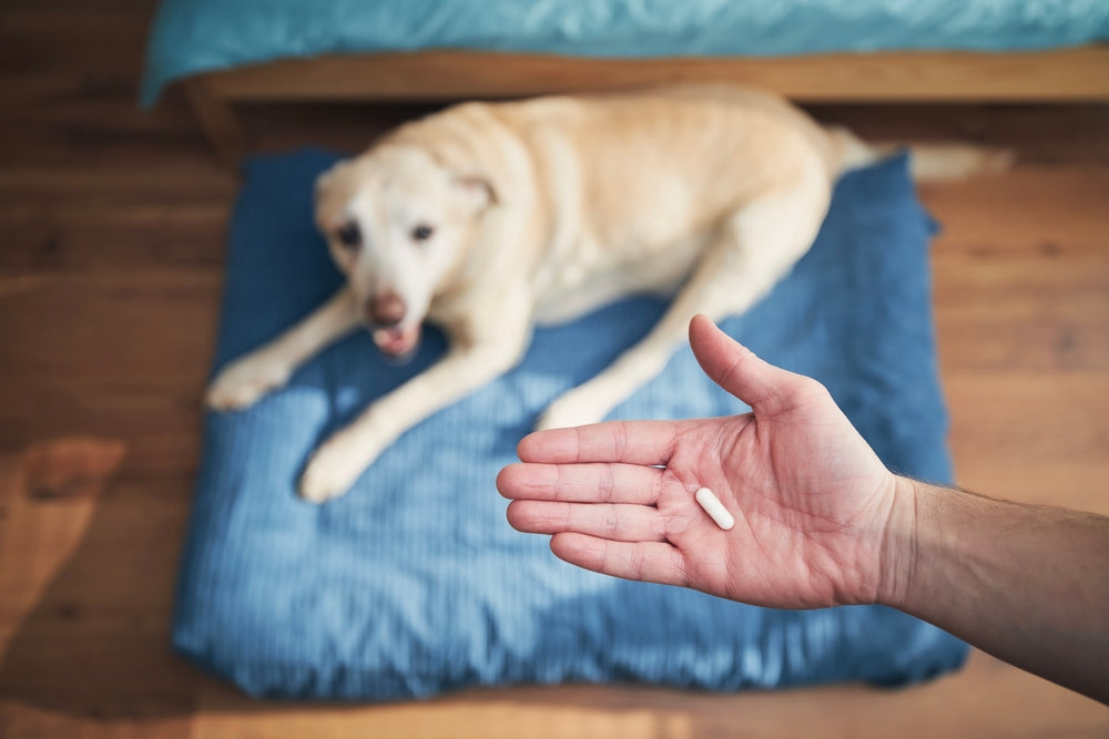 Potassium Bromide for Dogs