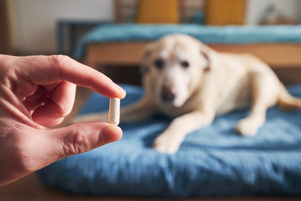 Amoxicillin for Pets
