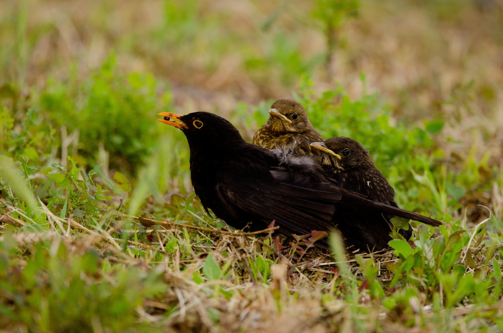 Vet Health 2025: Avian Gastric Yeast (Megabacteria) in Birds—Symptoms, Testing, and Treatment 🦜🧫