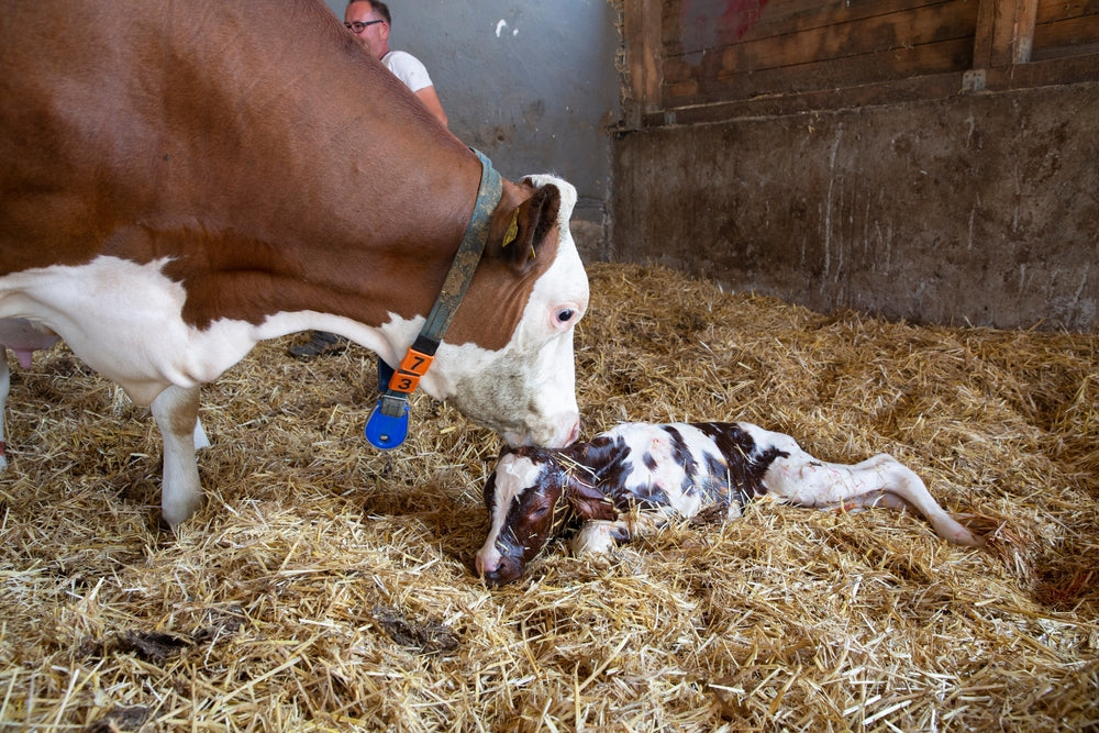 Pain Relief for Newborn Calves After a Difficult Birth