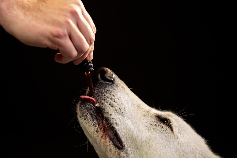 Methocarbamol for Dogs and Cats