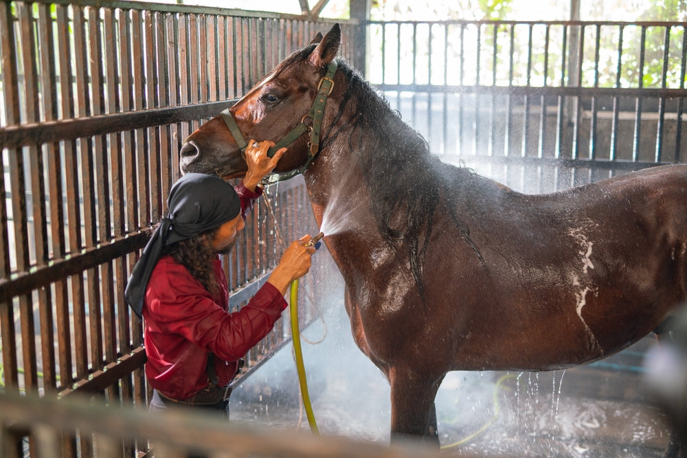 How Often Should You Bathe a Horse?