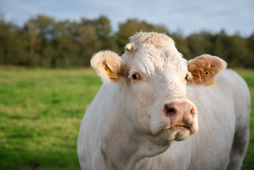 Downer Cows
