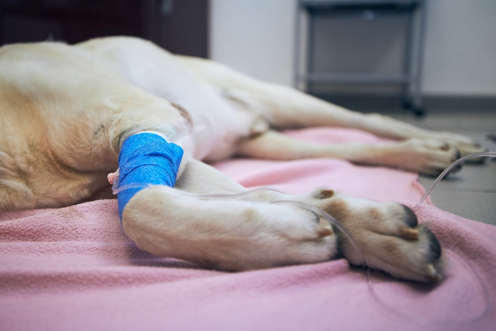 Vincristine for Dogs and Cats