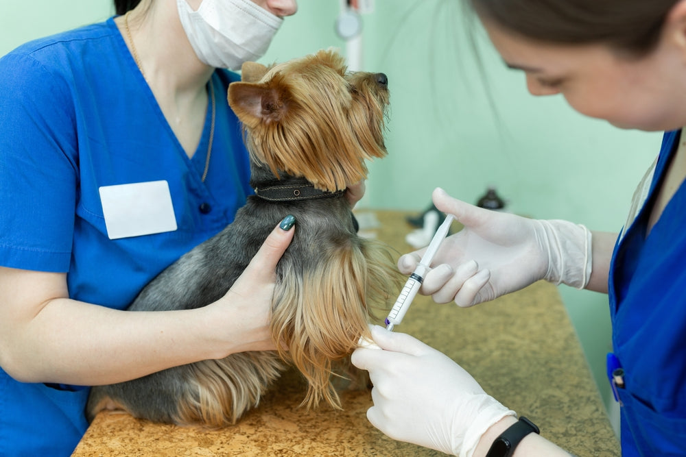 Phenobarbital for Dogs and Cats