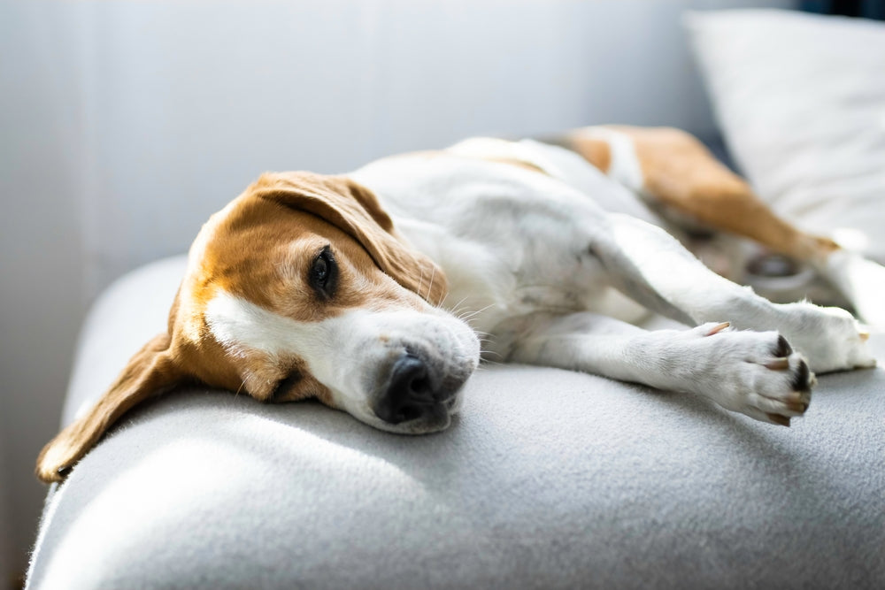 Amlodipine for Cats