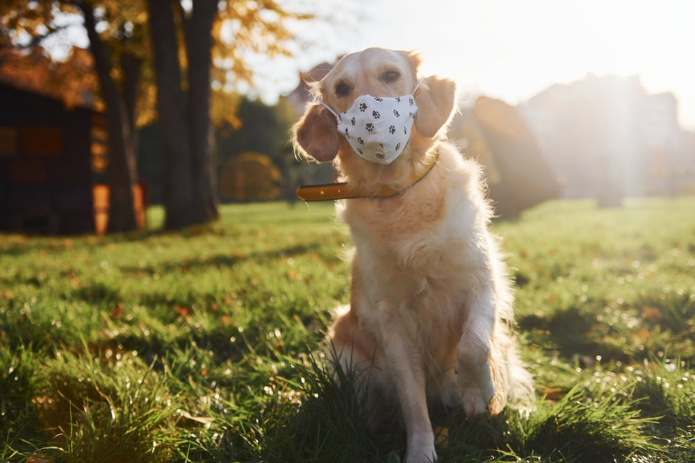 Oseltamivir for Dogs