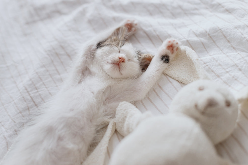 Do Cats Dream?