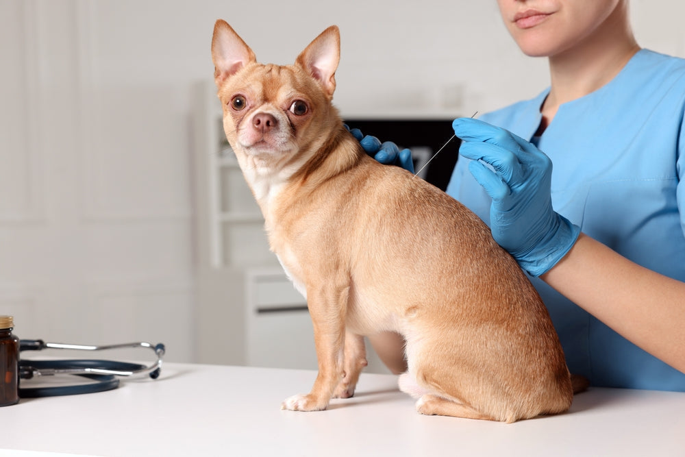 Pain Medications for Dogs