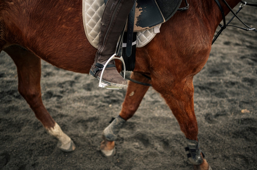 Suspensory Ligament Injury in Horses