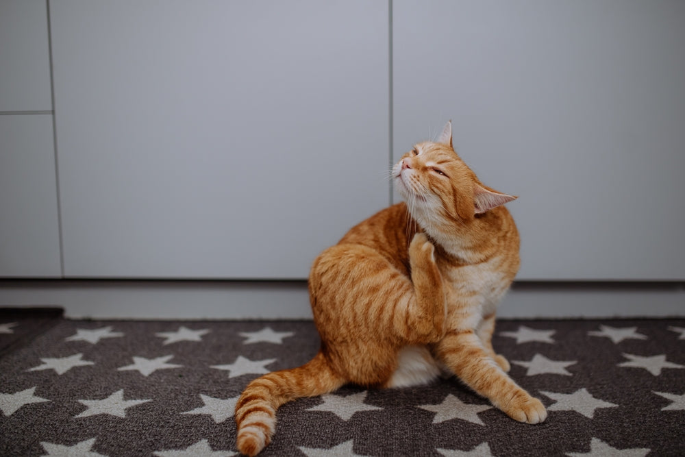 Chlorpheniramine for Dogs and Cats