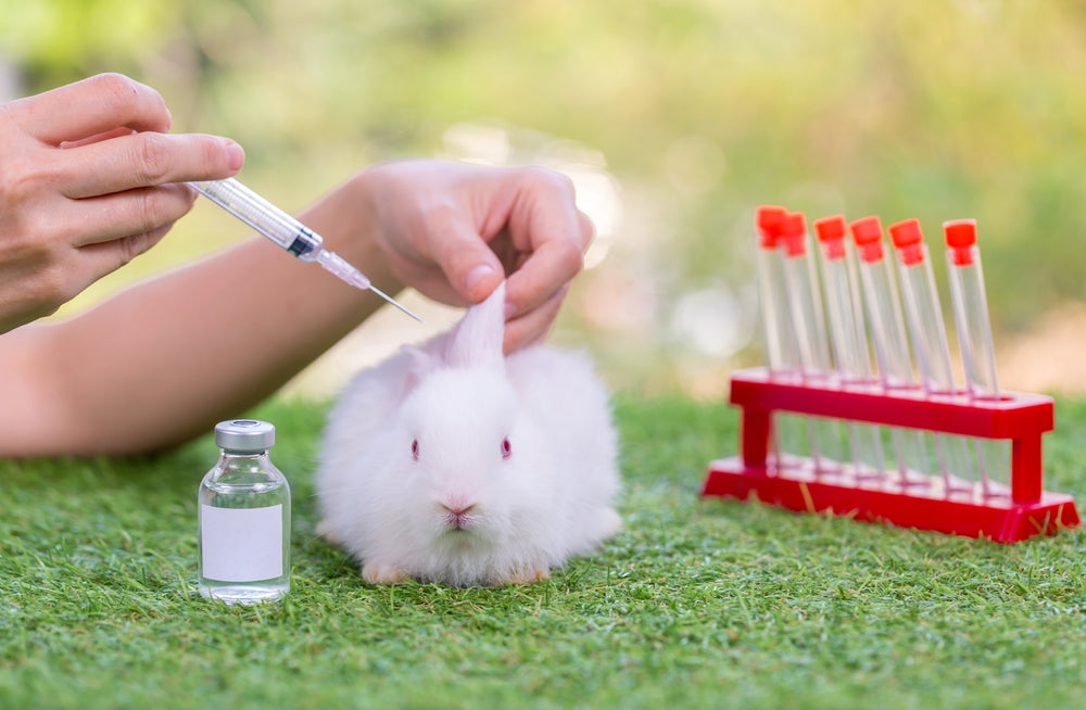 Pain in Rabbits โ Ask A Vet
