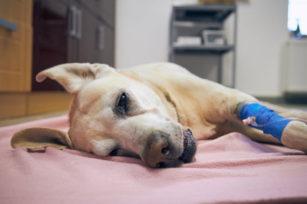 Vet Oncology 2025: When Cancer Acts Like a Delinquent Cell—Signs to Watch for in Pets 🧬🐾