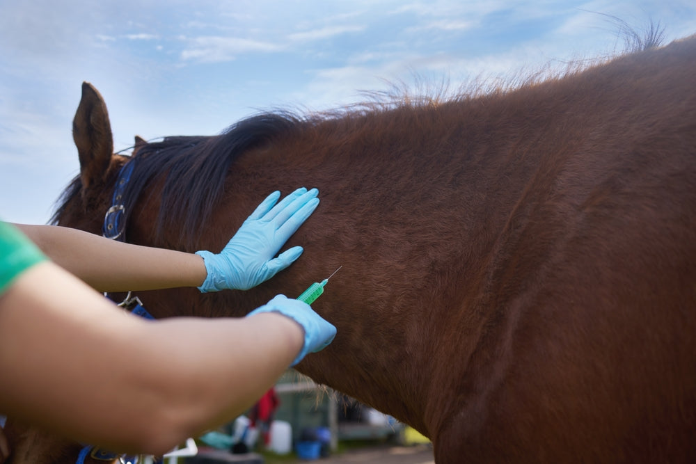 Acetaminophen for Laminitis Pain in Horses