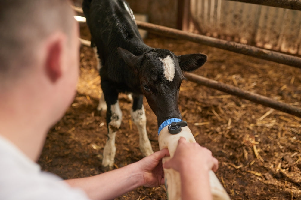 Treatment of the Scouring Calf – Vet Guide 2025