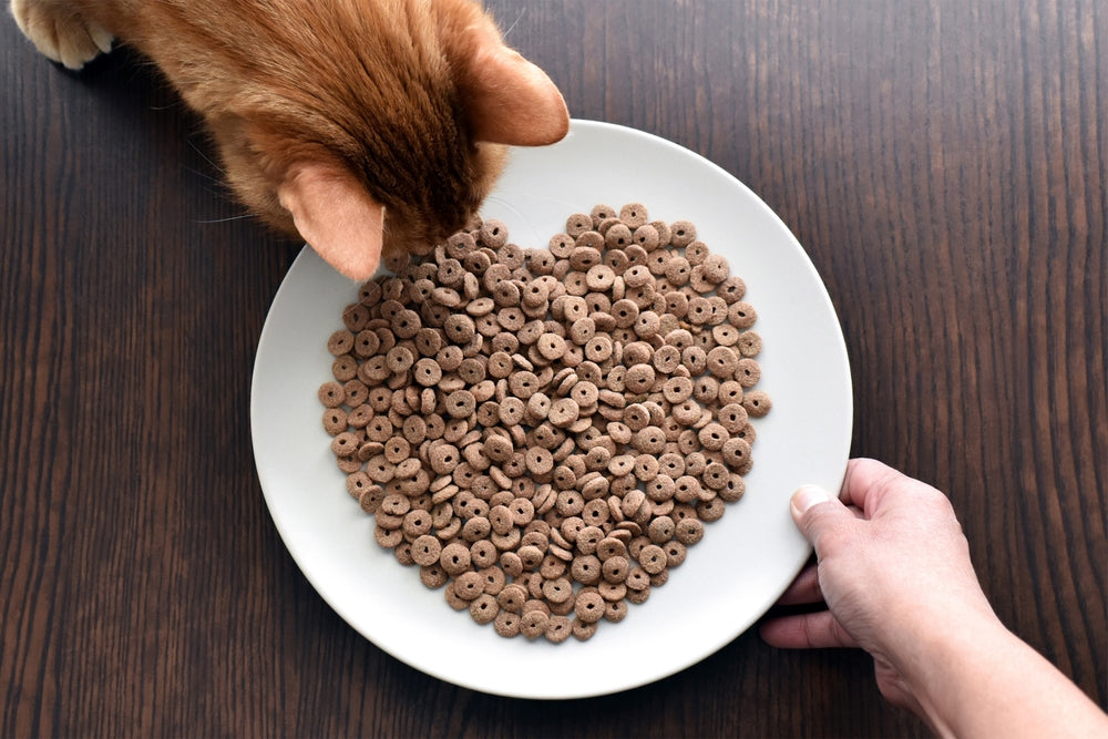 How to Calculate RER and Daily Calories for Dogs and Cats