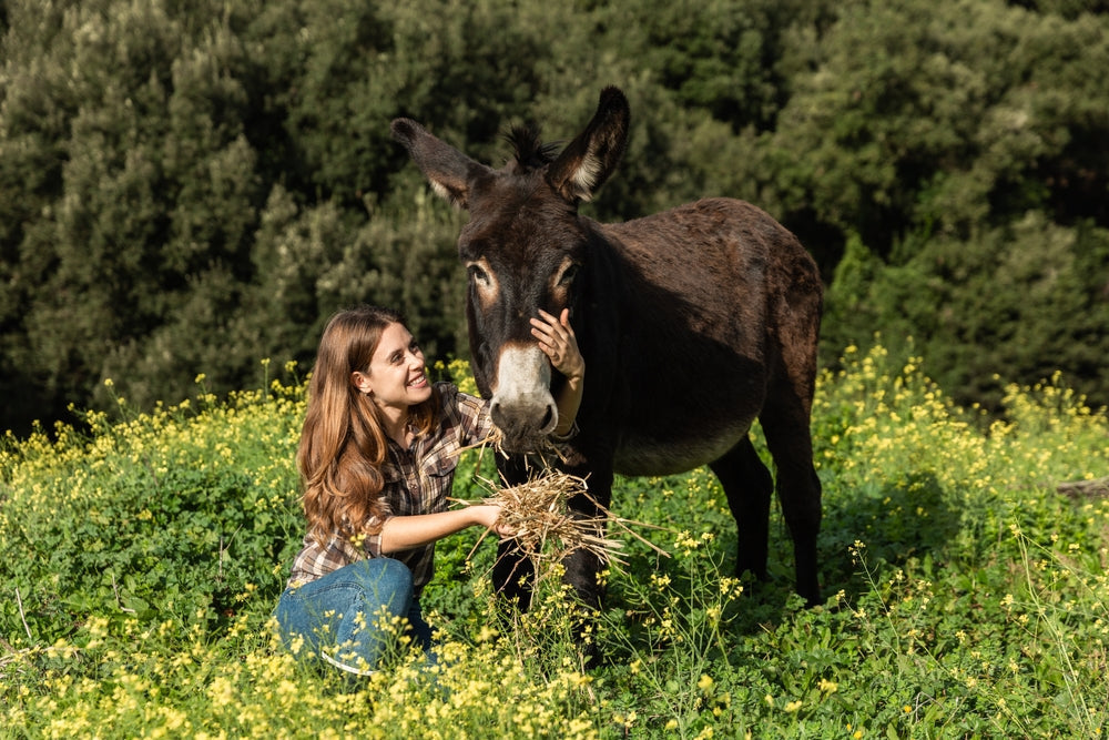 How to Feed Donkeys and Mules Without Causing Obesity or Laminitis