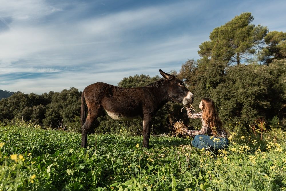 Laminitis in Donkeys
