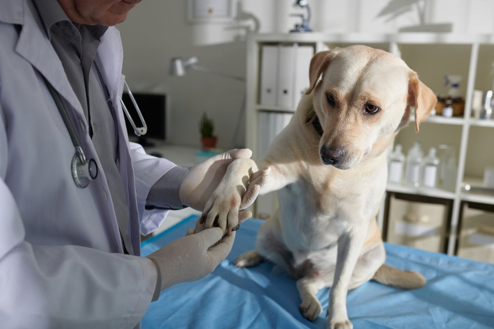 Galliprant for Dogs