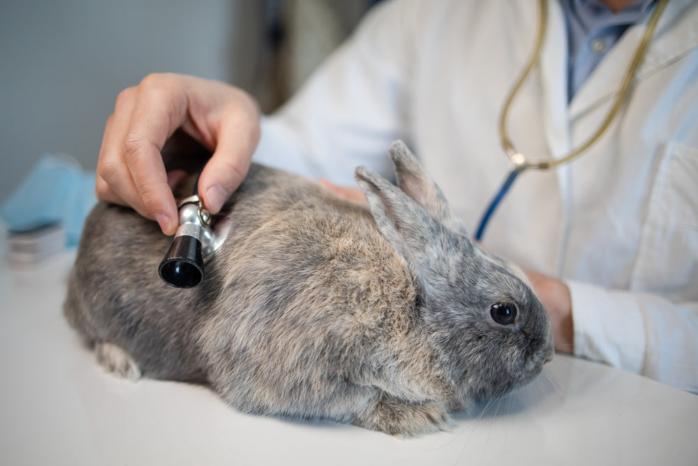 Should You Neuter Your Rabbit? Benefits, Risks and Best Age