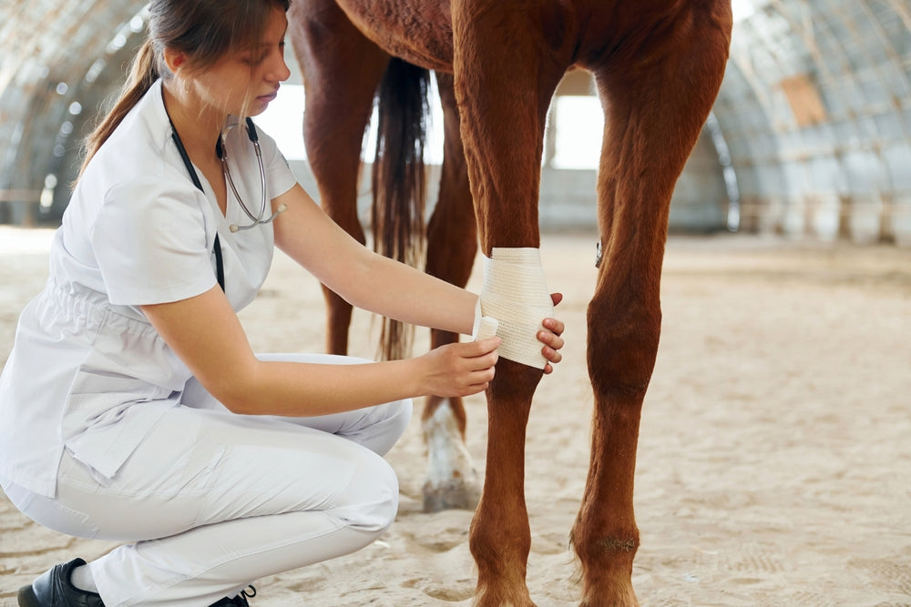 When Wrapping a Horse’s Leg Helps and When It Hurts