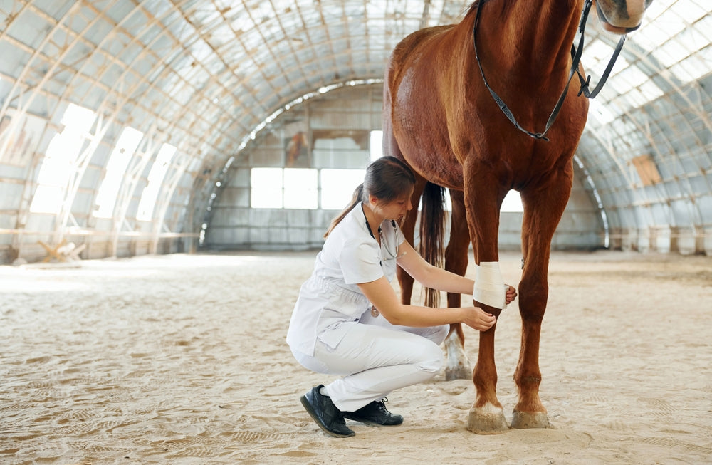 Procellera for Horse Wounds: Can Bioelectric Dressings Help Prevent Proud Flesh?