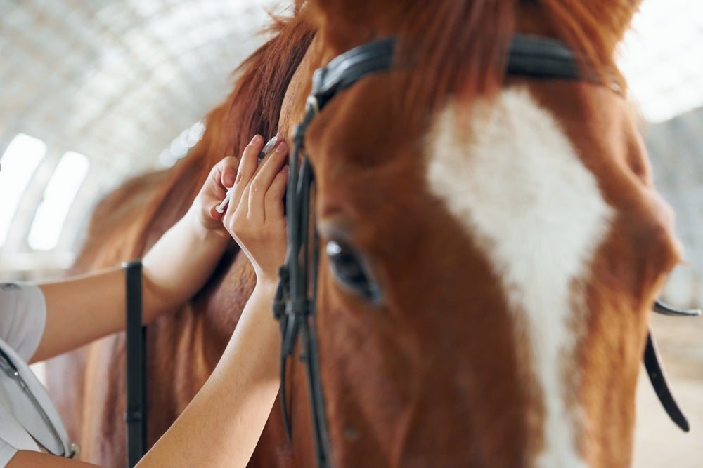Vet Guide: Modern Parasite Control in Horses 🐴🦠 | 2025 Deworming Resistance & Strongyle Management