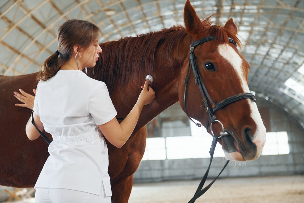 How Can You Tell If a Horse Is Stressed? Signs, Causes and What to Do