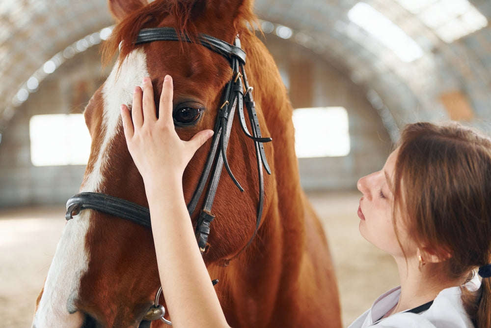 Guttural Pouch Infections in Horses: Signs, Treatment and When It Is an Emergency