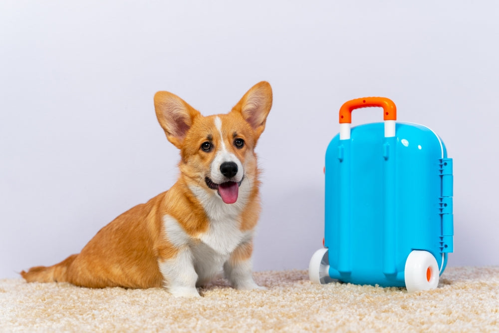 How to Reduce Travel Anxiety in Dogs and Cats