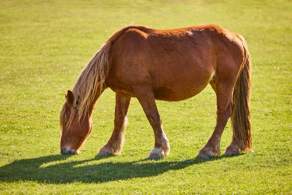 Artificial Insemination in Horses: Timing, Semen Options and Embryo Transfer