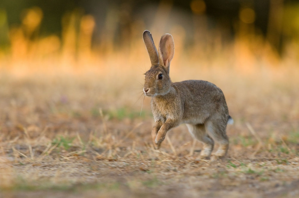 Rabbit GI Stasis: Symptoms, Treatment and When It Is an Emergency