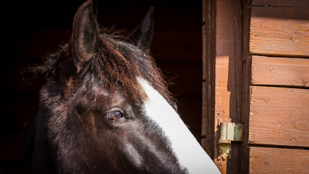 Social Interactions of Unfamiliar Horses in 2025 🐴🤝